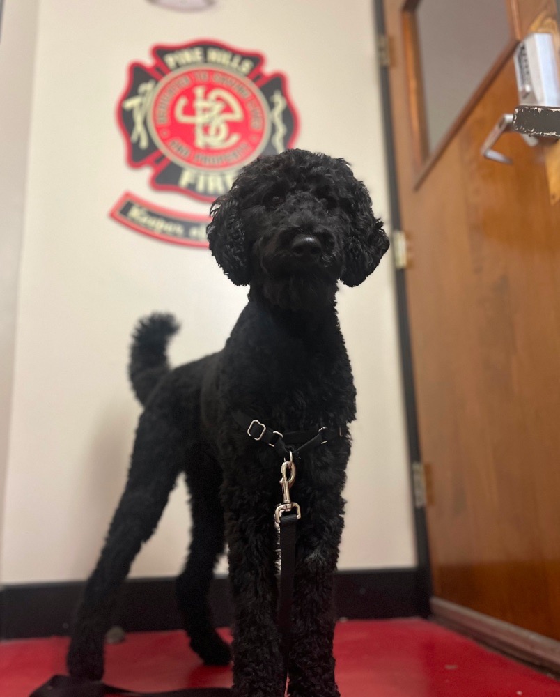 Dog At The Door